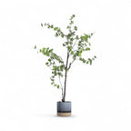 GHIVECI PLANTE INDUS