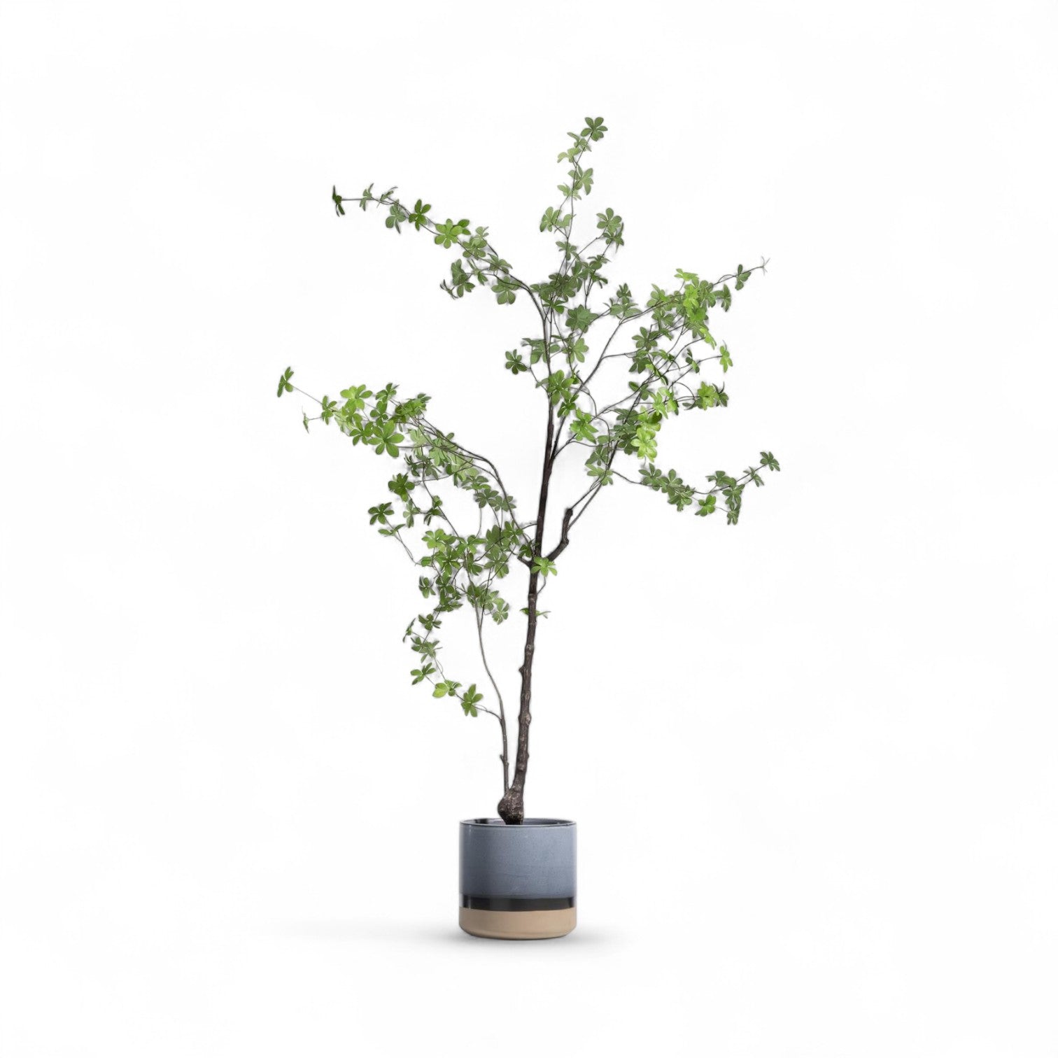 GHIVECI PLANTE INDUS